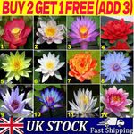 20-300pcs Lotus/ Eustoma Seeds Mix Flower Seed Hand Picked Aquatic Plant Garden
