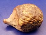 Hedgehog Cornish Tremar Studio Pottery Stoneware Wild Animals Series 6cms