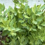 Lovage Bare Roots for Planting - Hardy Levisticum officinale Perennial Herb