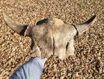 Bison Skull cap real historic buffalo skull 