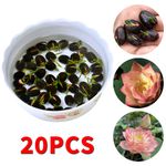 20pcs Lotus Seeds Flower Seed Hand Picked Aquatic Plant Garden NEW 2026 UK
