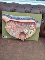 Vintage Atomony 3d Model Adam Rouilly Relief Ovary Model Educational Scientific