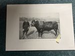 South Devon Bull “Manager “ & Cow “Handsome III”, Antique print
