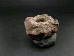 Real Fossil Dinosaur Egg Suspected Turtle Embro Permineralized In Stone Matrix 