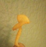  Hula Hoop shaped mushroom Super Rare Collectable FREE P&P