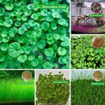 Aquarium Clover Grass Seeds Carpet Landscape Aquatic Water Fish Tank Plant Seed