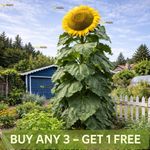 Sunflower Mongolian Giant | 10 Seeds | Edible Extra Tall Giant Sunflower