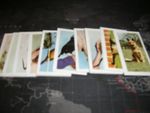 hornimans tea cards PETS full set of 48.new unused from 50/60s in storage since