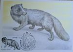 Maximum card USSR, arctic fox, painter: V. Kolganov, 25.06.1980
