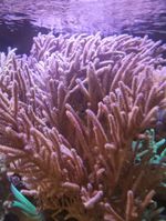 Gorgonian