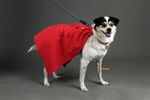 Superman Superdog Cape Krypto Cosplay Cloak Dog Pet clothing, NEW