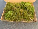 Live Sphagnum Moss fresh picked to order from EXMOOR 1kg Free Postage