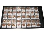 WHOLESALE lots of 8 pieces of fossil dinosaur bone in display cases - CRETACEOUS