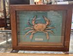 A Museum Quality Cased Fossilised Swimming Crab - VGC