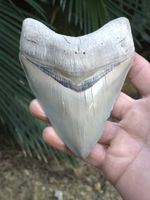 4.54" Aurora Lee Creek Megalodon Shark Tooth