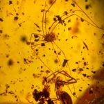 HARVESTMAN Opilionidi in Burmese / Burmite amber fossil / 100% genuine amber