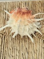 Exotic Thorny Oyster Shell Spondylus Barbatus Sea Shell