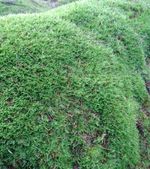 Fresh Live Sheet Moss Carpet Wall Art Roof Lawn Groundcover Hypnum 1 sq m