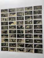 Carreras Cigarettes A "Kodak" at the Zoo Series 2 Cards, Complete Set of 50