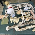 Collection Of Anatomy Models Inc Adam Rouilly All You See