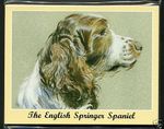 THE ENGLISH SPRINGER SPANIEL - Man's Best Friend Collectors Card Set by Perikim