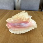 XL Vintage South Sea Queen Conch Shell Natural Pink - 23cm x 18cm