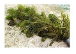 PondPlantsUK Mixed Native Oxygenating Weed with Lead Weights for 1 Meter Squa...