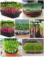Microgreen seeds Organic micro green 6  different types  BULK BUY WITH DISCOUNTS