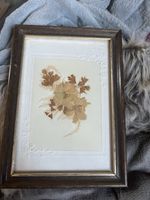 Vintage Dry Flower Pressed