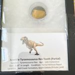 Juvenile Tyrannosaurus Rex Partial Tooth Fossil 1.05" Hell Creek South Dakota
