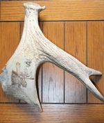 Moose Rack for Decor 14" x 12" x 6" Authentic