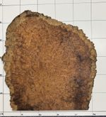 Solid Amboyna Burr Real Wood Exotic Timber Slab 16mm + Thick.