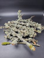 13 Live Fresh Lichen Branches Isopods,Snails Terrariums & Vivariums  - UNSPRAYED