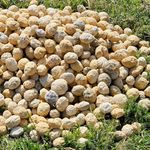 Quartz Geodes - Break Your Own Geode – Unbroken Quartz Crystal