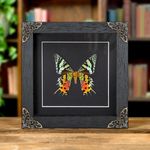 Sunset Taxidermy Moth in in Baroque Style Frame