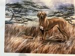 Rhodesian Ridgeback  Adult Print 11x17 Limited Edition Signed Martha Van Loan