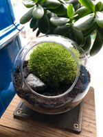 Cushion Moss Terrarium Kit • Mossarium • DIY Moss Terrarium • Plant Lover Gift