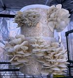 10L/4.5kg Easy Grow Oyster Mushroom Transparent Bucket Kit ***In- & Outdoors***