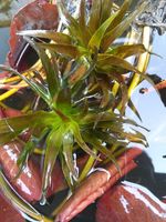 6 Crab Shears Crab Shears Beautiful Plants Strong Pond Plants Mini Pond