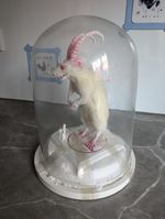 Taxidermy Devil White Rat Demon Satan Lucifer OOAK