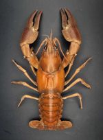 Crayfish Taxidermy - (Multiple options available)