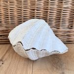 Vintage Large Clam Shell Decorative Prop