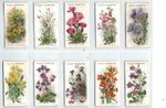 WILLS: Alpine Flowers 1913 Full Set 50 Cigarette Cards