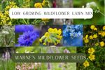 Low growing wildflower seed mix