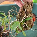 Thrixsperum Centipede Orchid Mounted Bare Root on Bark/Cork Mount 1 