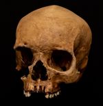 Real Human Skull Lifesize Painted Replica scanned museum specimen. Anatomy model