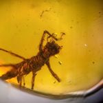 Stick insect Phasmatodea in Burmese / Burmite amber fossil / 100% genuine amber