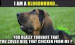 Humorous dog Blood Hound refrigerator magnet 3 1/2 X  4 1/2 "