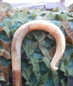 Full length shepherds crook/market stick in a  rams horn FREE POSTAGE