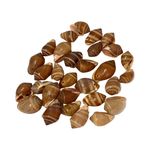 Shells, Drilled Gorgeous Craft Shells, 24 pcs,  for Craft & Beads Jewellery SH13